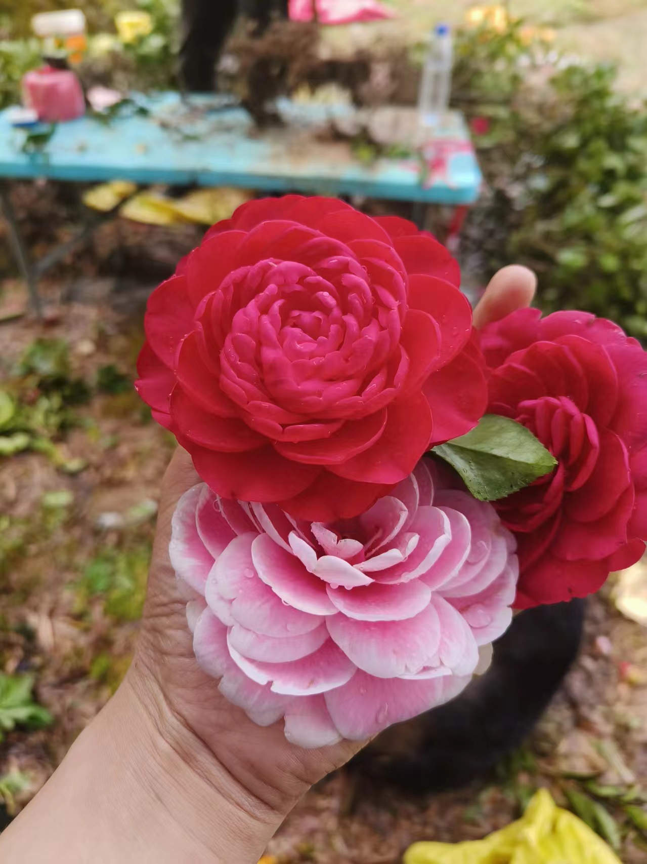 福建五色赤丹茶花地栽树带原土球四季常青两季开花适合室内外种植