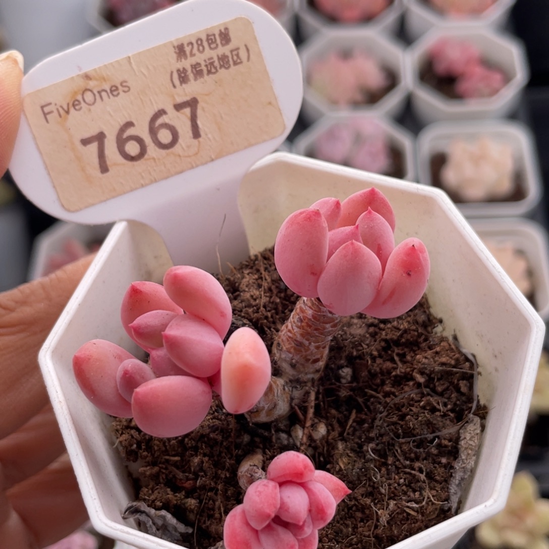 蜜桃霜7667-5.0厘米