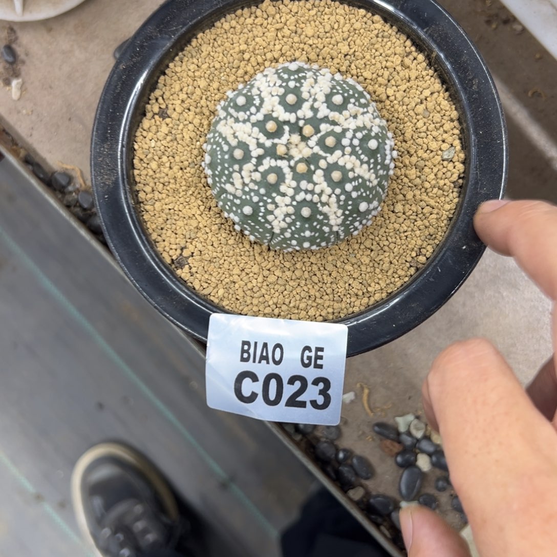 C023号兜仙人球多肉植物