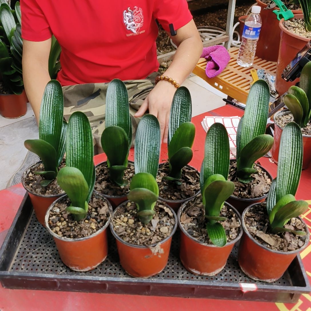 大部分花苞少量开放发三