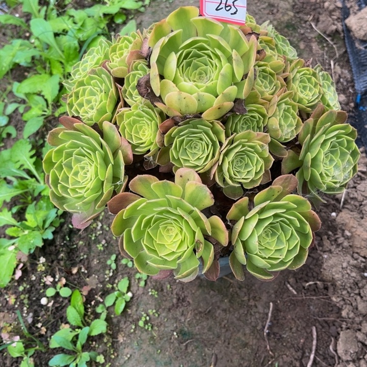 265雨荷多肉植物法师