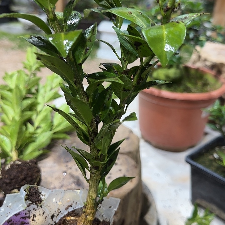 花***侍直播间八房柑一物一拍