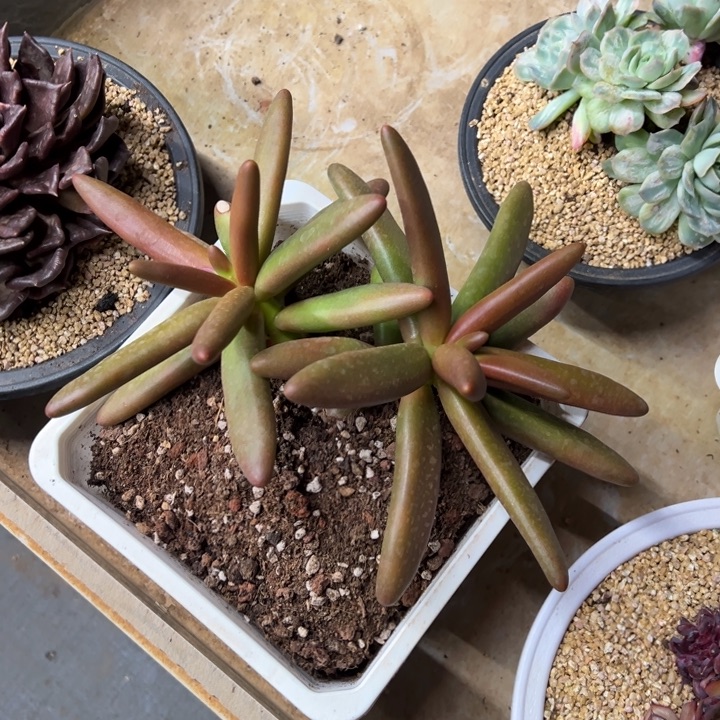 椰子树 老桩 夏鸣园艺