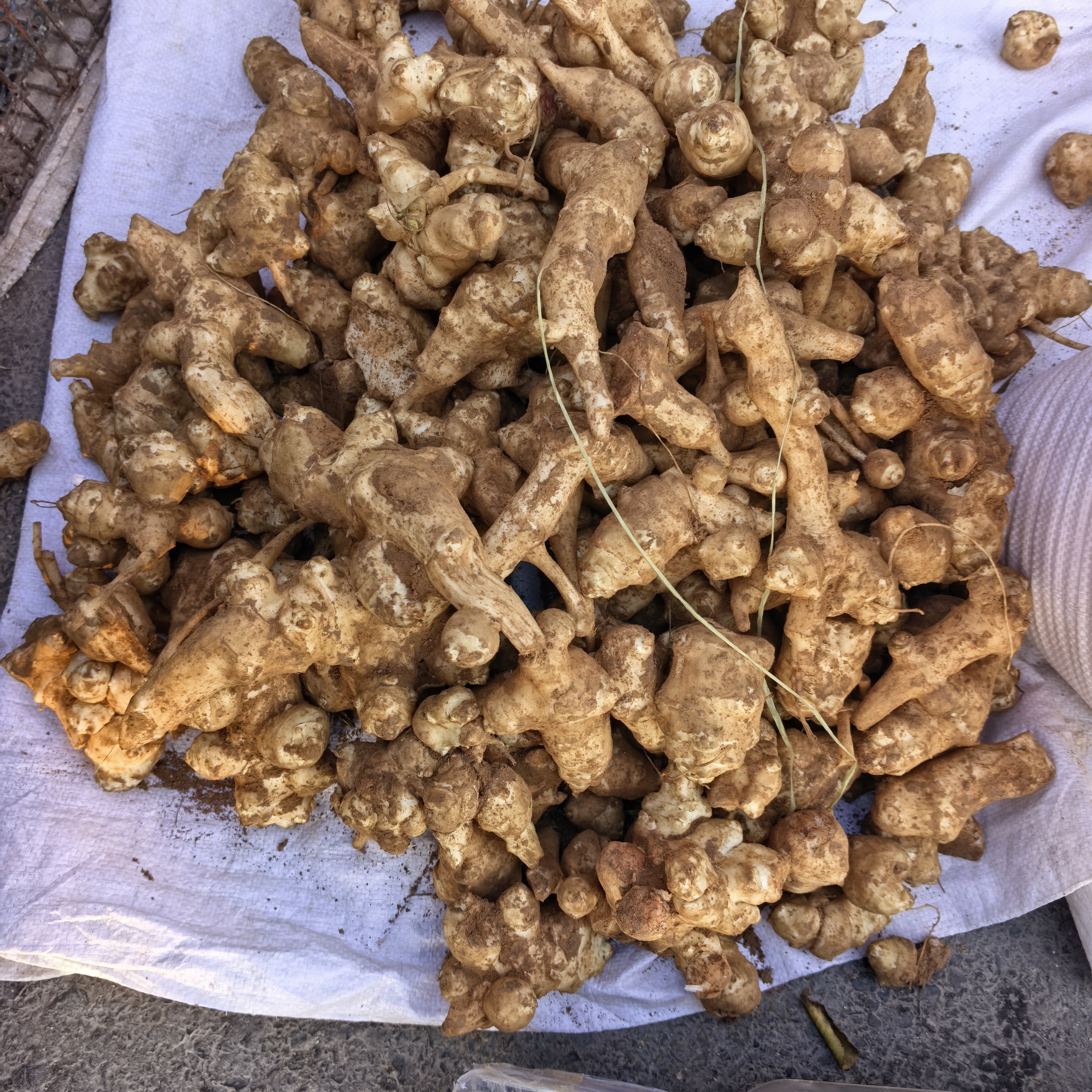 新鲜现挖洋姜适合腌制泡菜清脆爽口