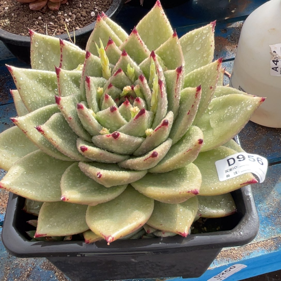 无花朵若如东云单拍D956