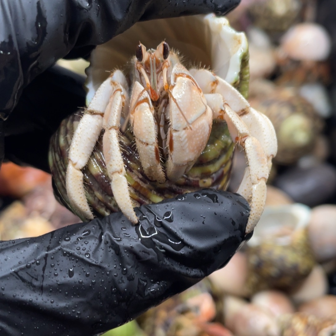 不退不换谢谢支持2