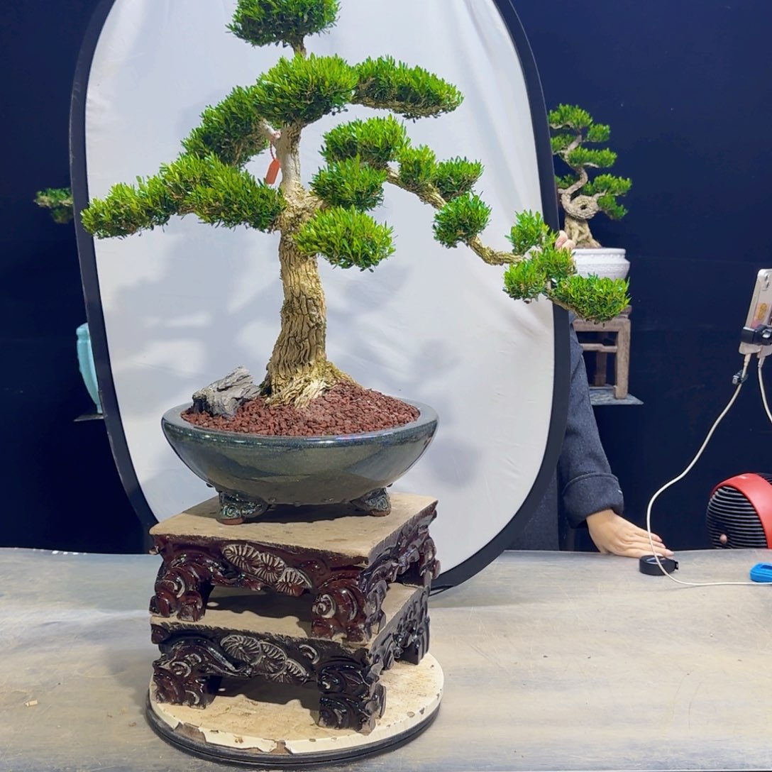 高端黄杨盆景艺术