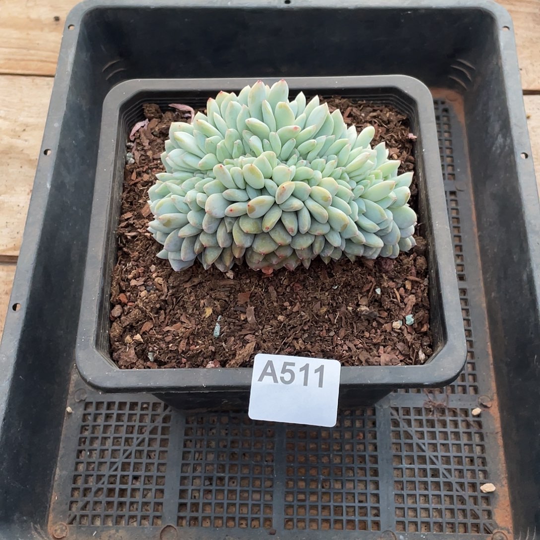 511多肉植物多肉植物