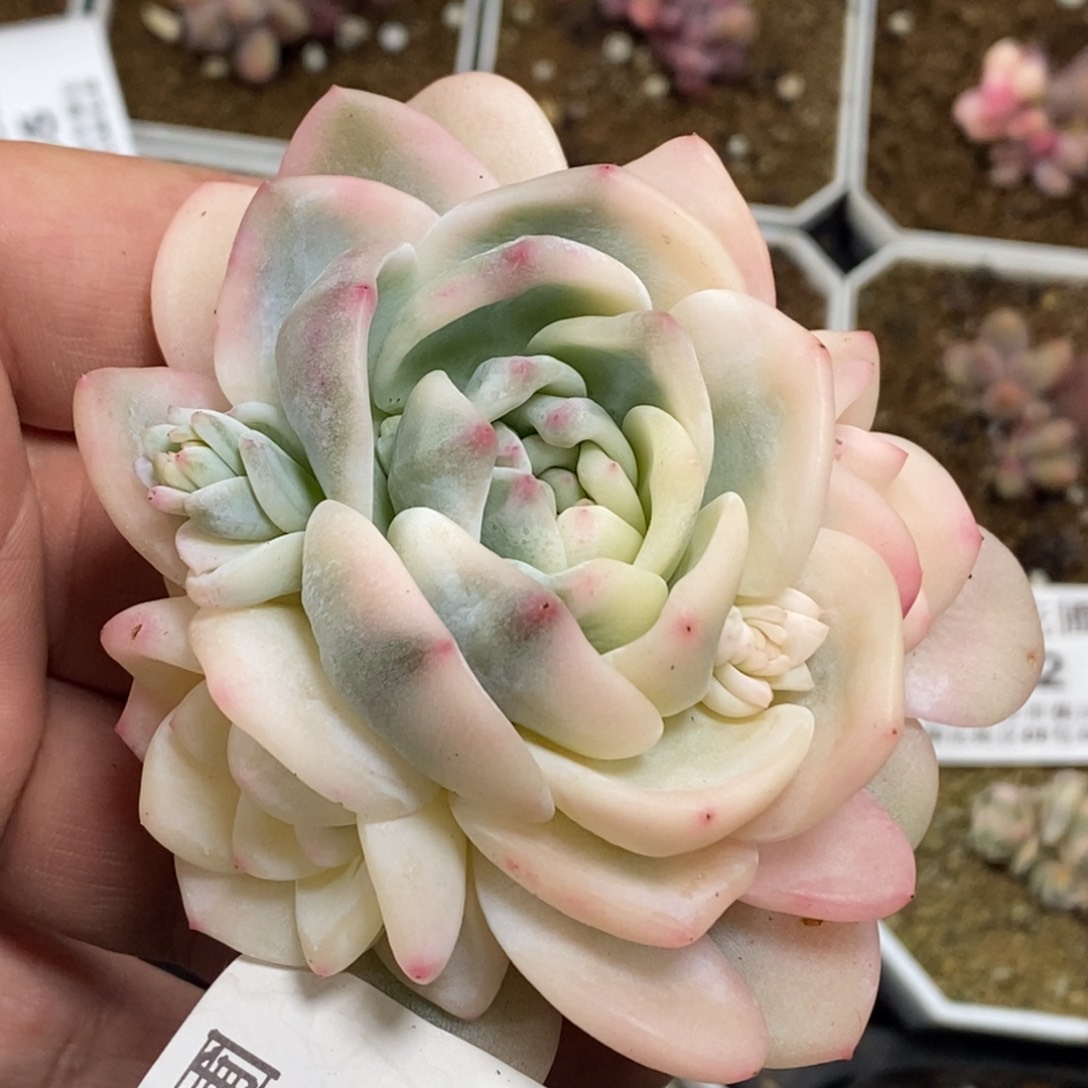 556梦露锦手捧花无砍无根