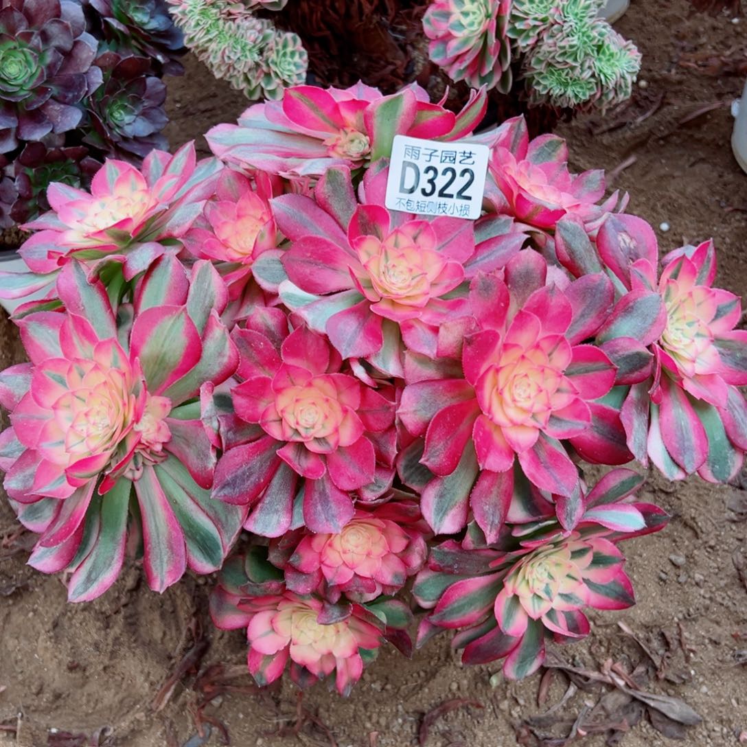 322荔枝雨子多肉植物