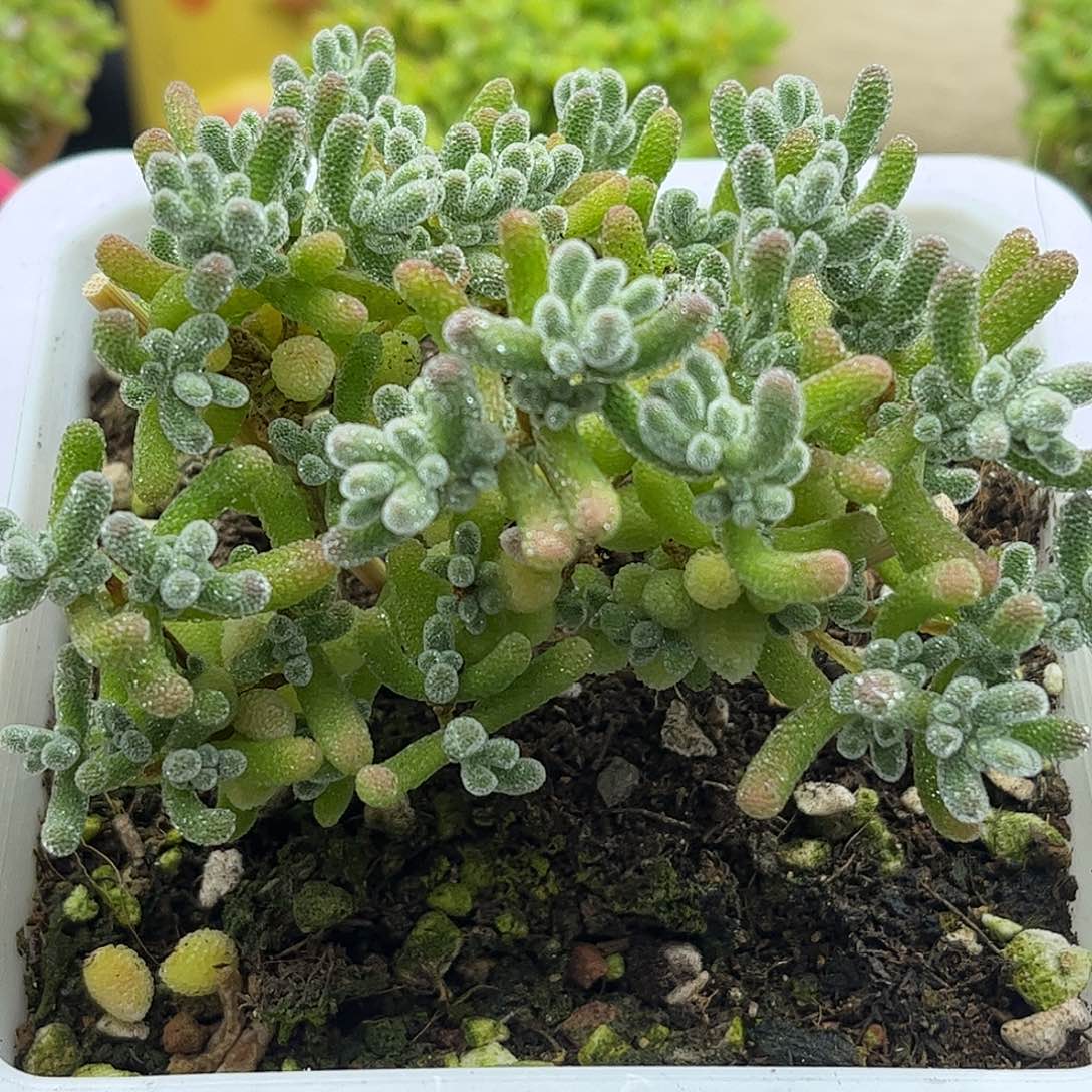 五彩冰晶优选枝干番杏