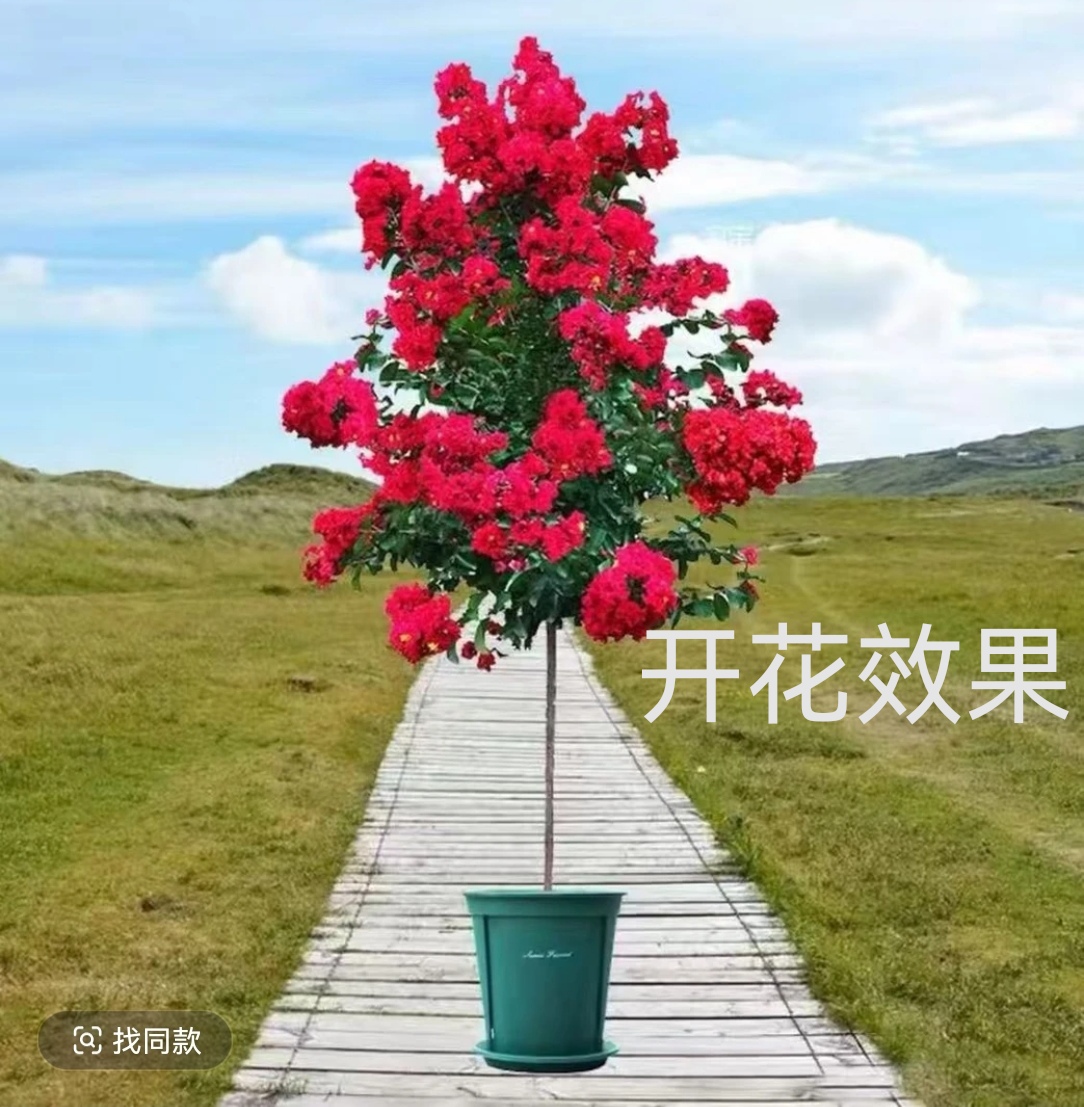 （红火箭）紫薇花红火箭树苗庭院室外风景种植花卉盆栽