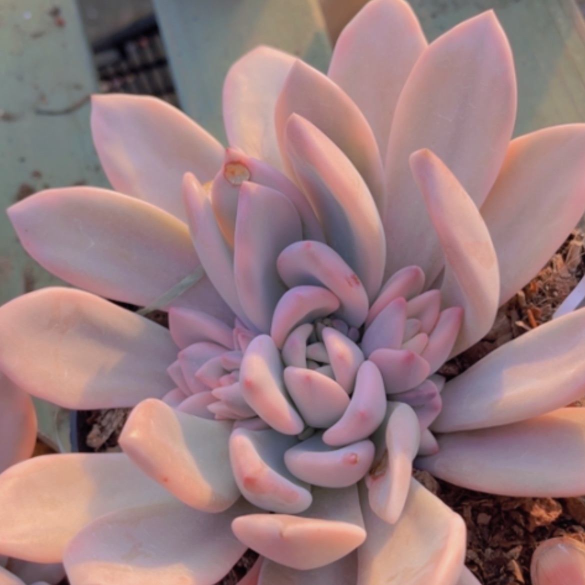 【闪购商品】奥普锦25267