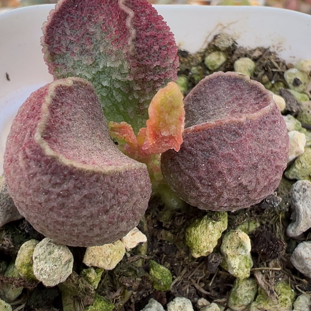 福利款实生新品多肉植物水泡