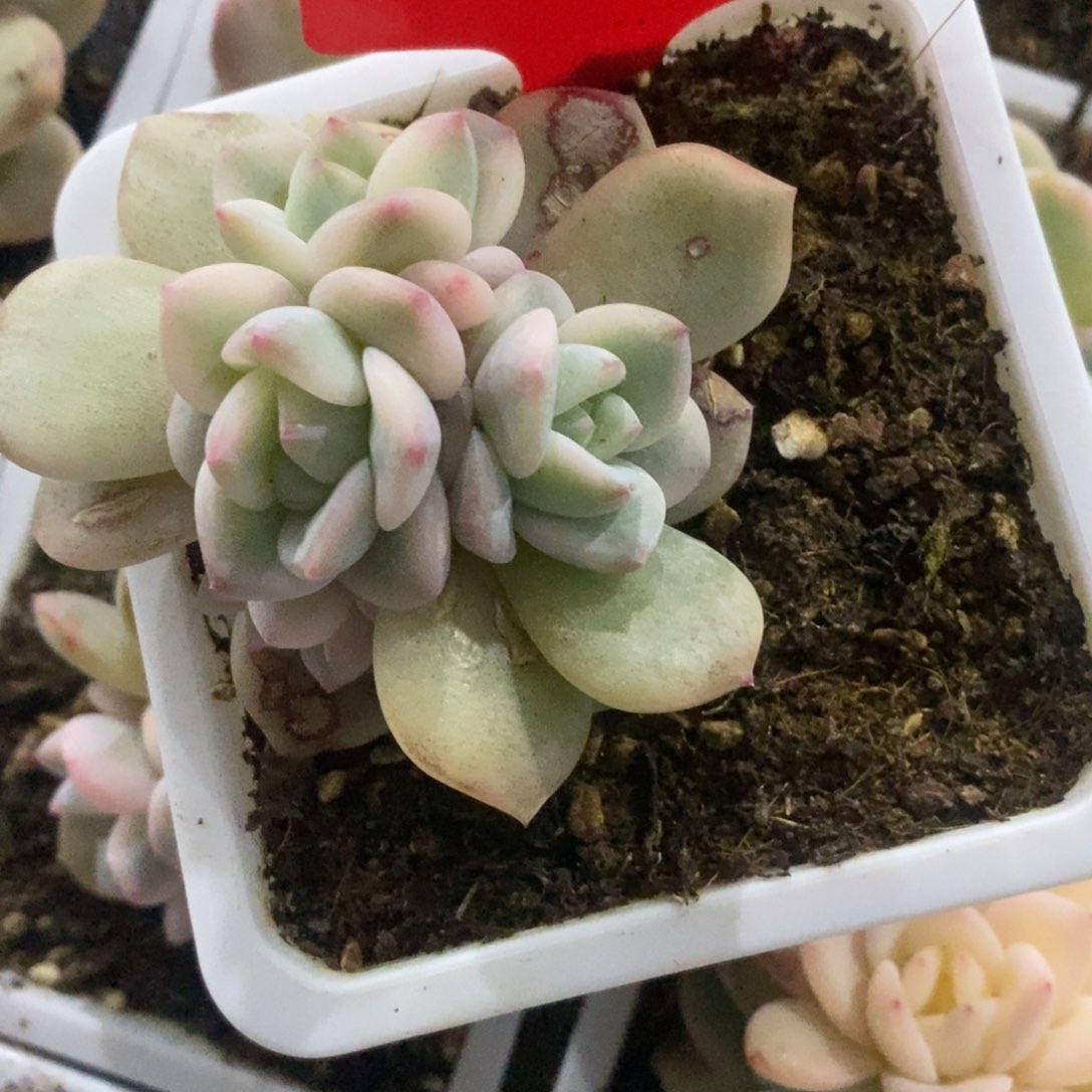 ?*X多肉植物锦 多肉植物