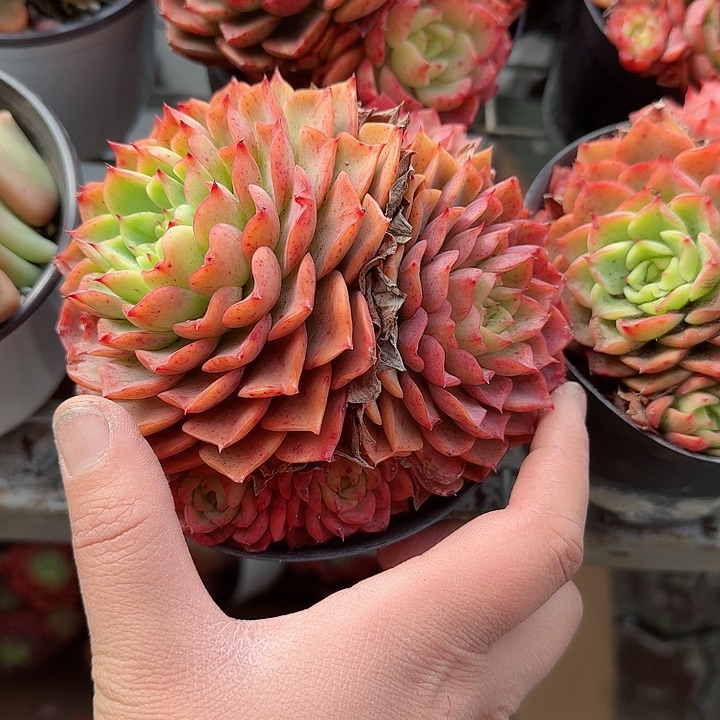 贝拉多娜多肉植物