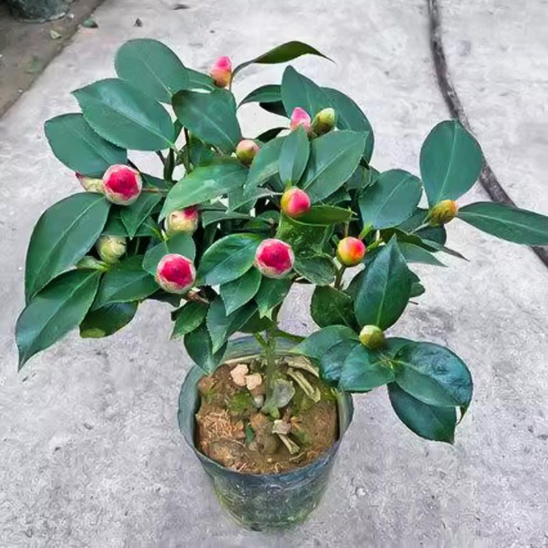 香妃山茶花盆栽带花苞五色赤丹花卉绿植物室内浓香型树苗四季开花