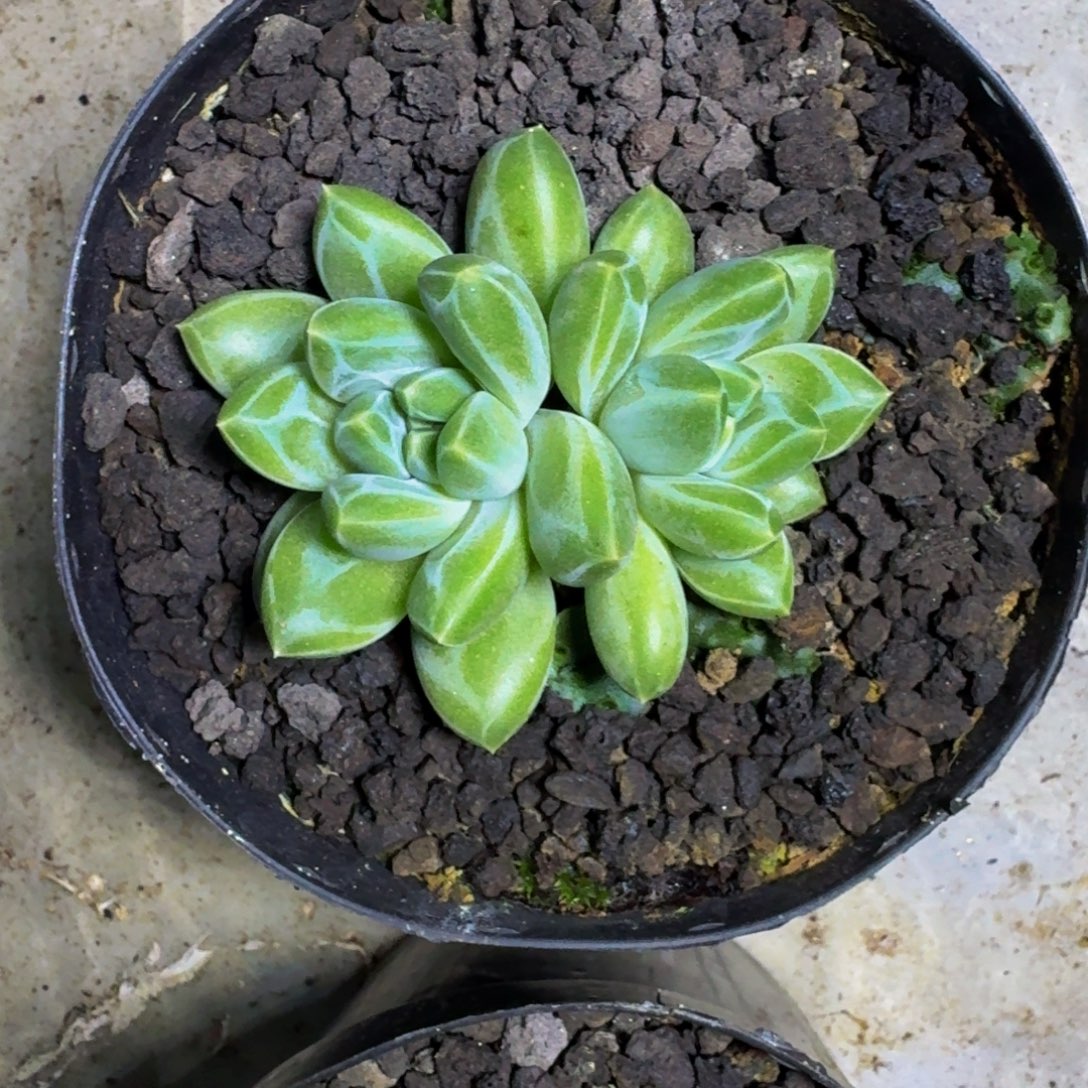青花瓷 双头 一物一拍