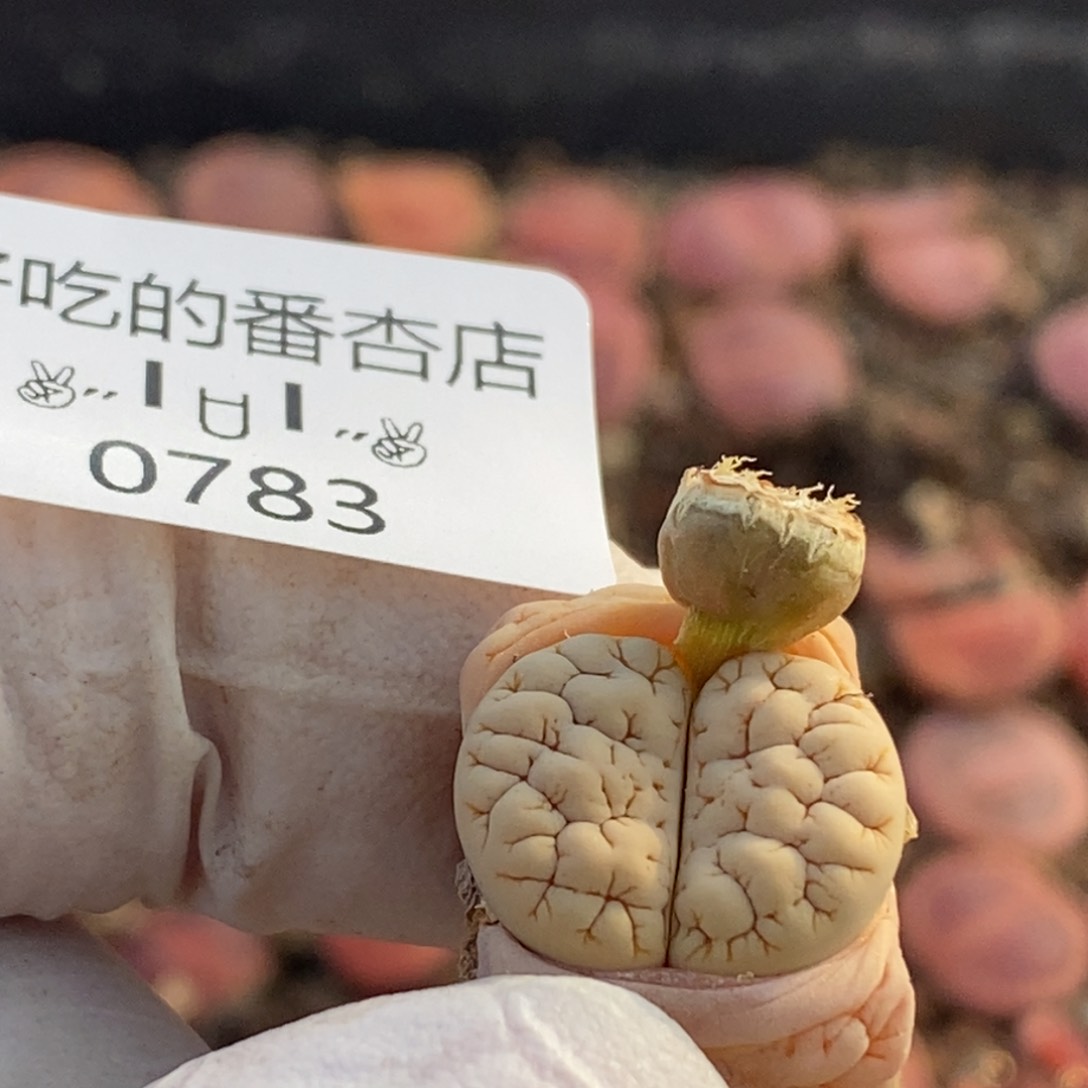 0783。零下拍保温。