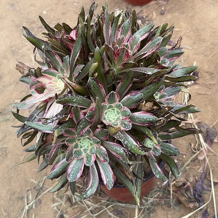 多肉植物微锦锦22