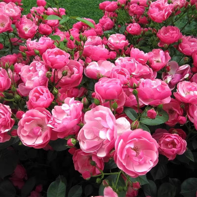 安吉拉藤本月季花大苗盆栽丰花多头阳台庭院爬藤蔷薇花苗四季开花