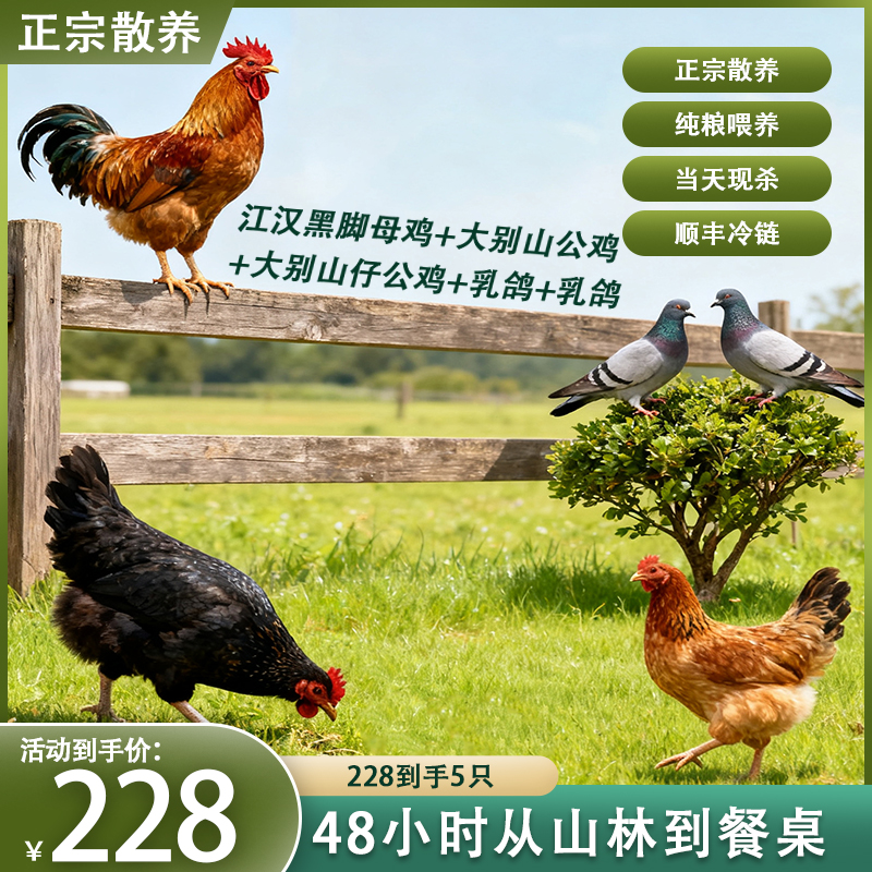 弘宝生鲜海陆空【仔公鸡+土公鸡+江汉黑脚母鸡+乳鸽】现杀顺丰冷链