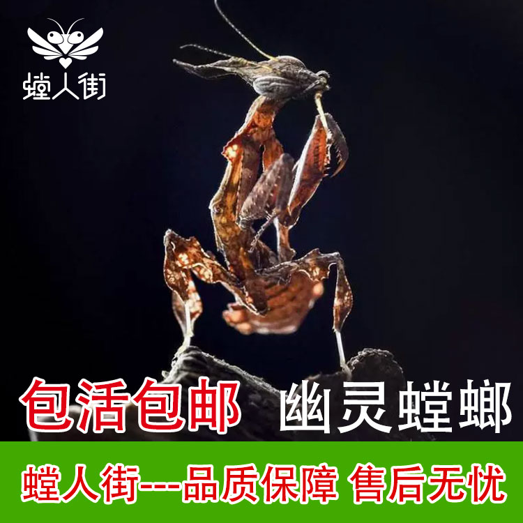 【新奇宠物】螳人街幽灵螳螂观赏螳螂指尖桌面懒人宠物昆虫活体螳螂