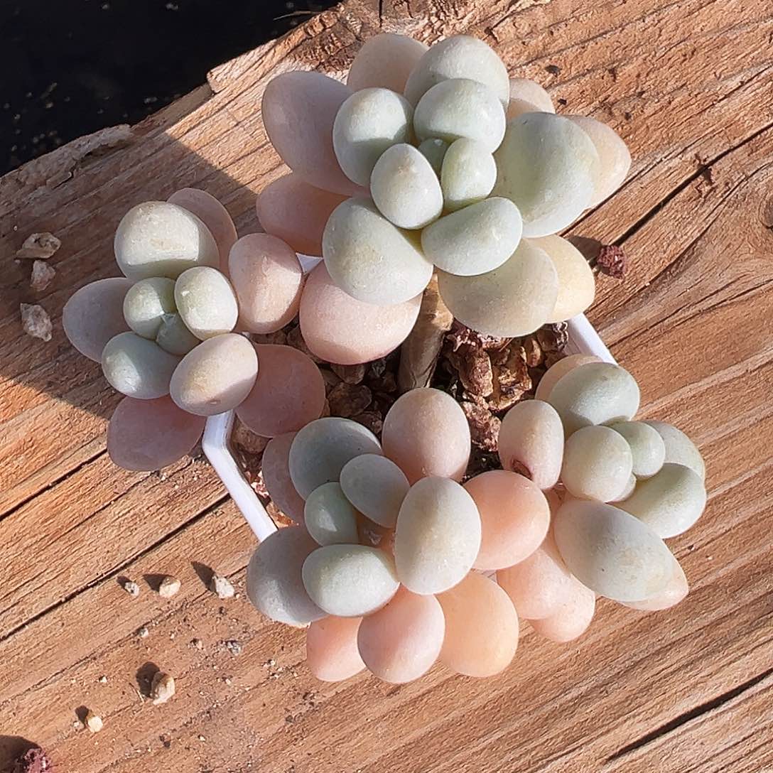 奶酪杂4透群生，长腿