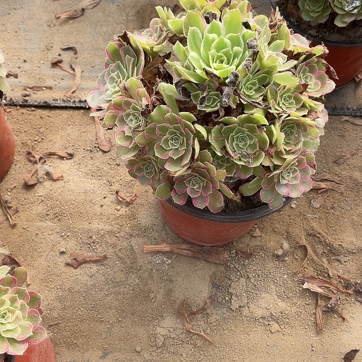 2176安娜法师多肉断枝不包