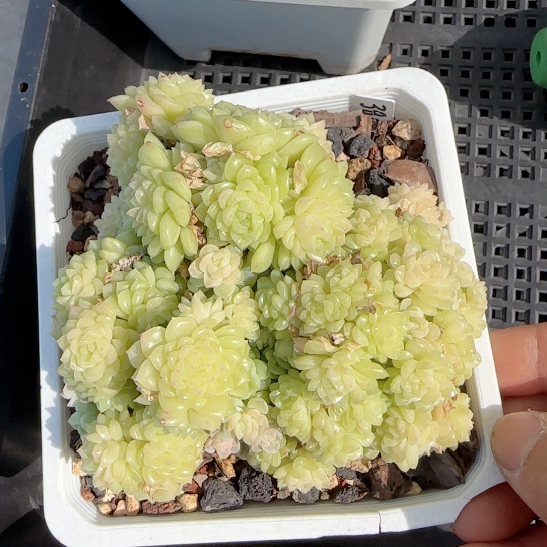 萌*肉【闪购商品】0201-119（ttp-224）