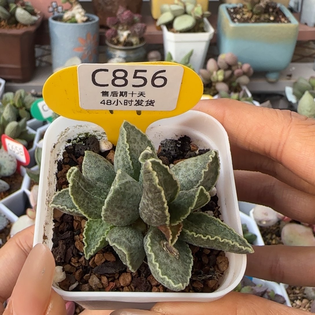 鲍鱼。    856。     