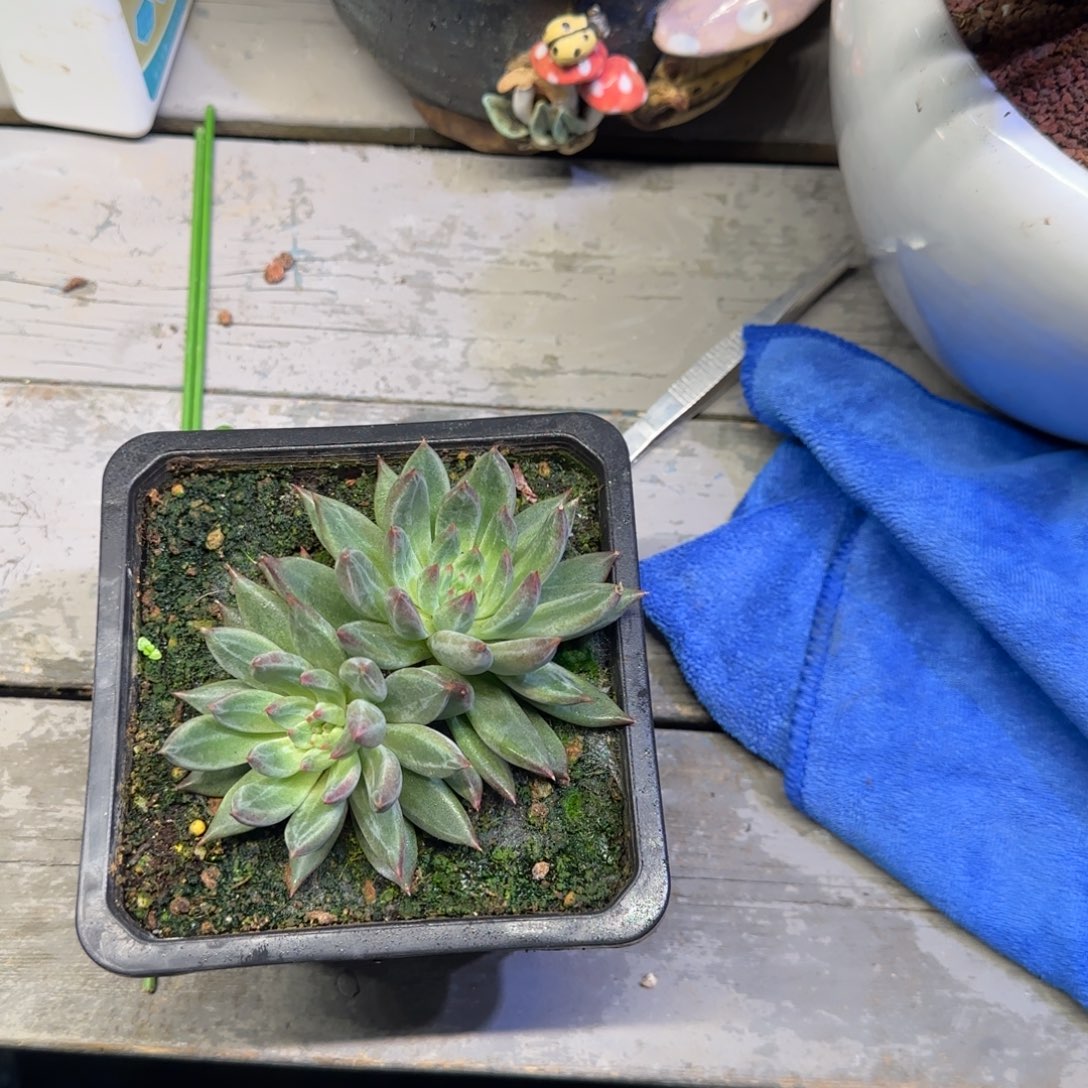 ****承紫镜美人多肉所剩至于