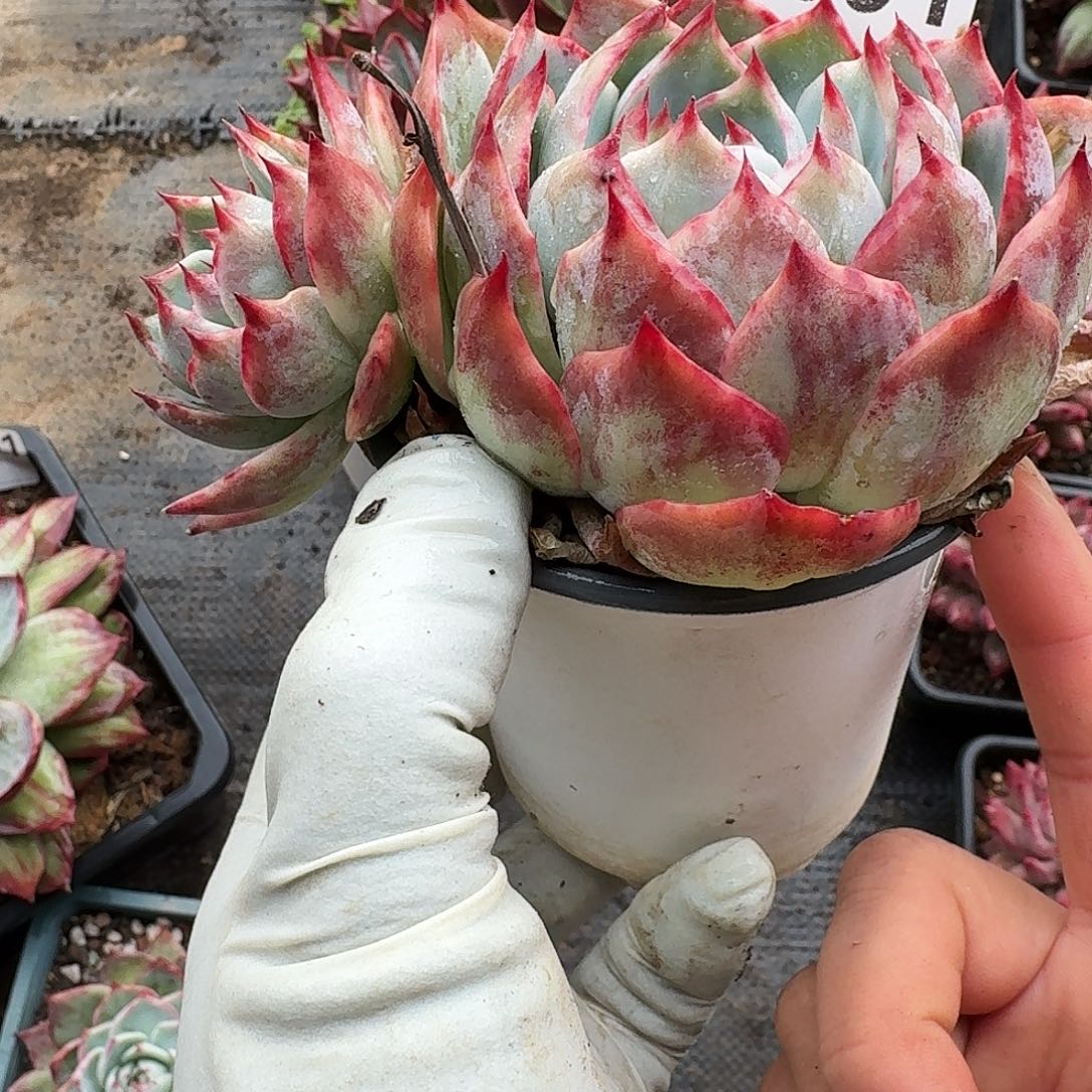 惊鸿惊鸿惊鸿 591............