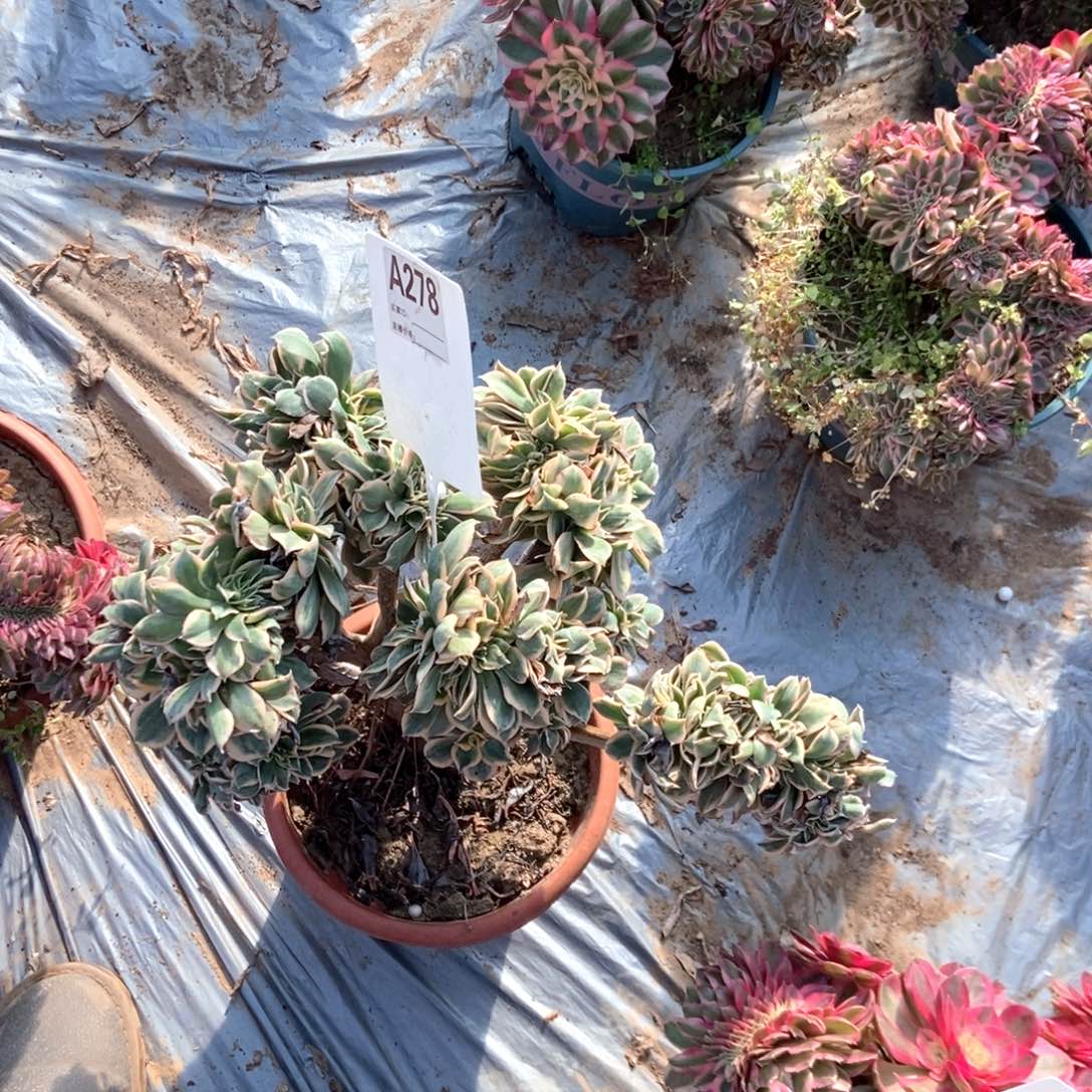 音***爱A278灿烂干伤处理