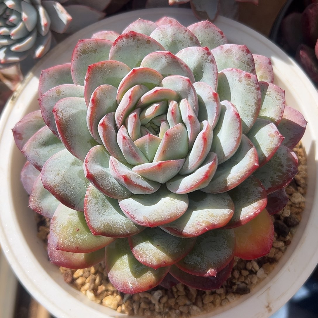 雪夜多肉植物一物一拍