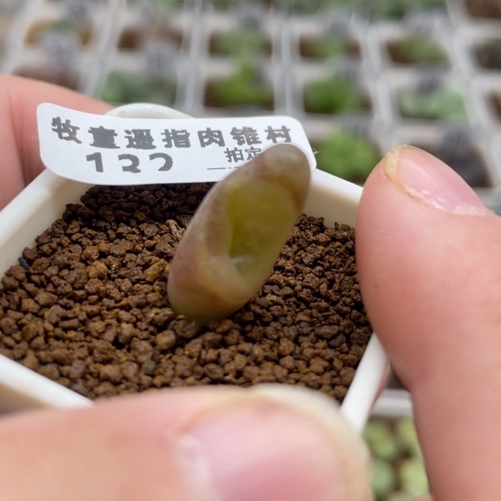 变异风铃，132号……1111111