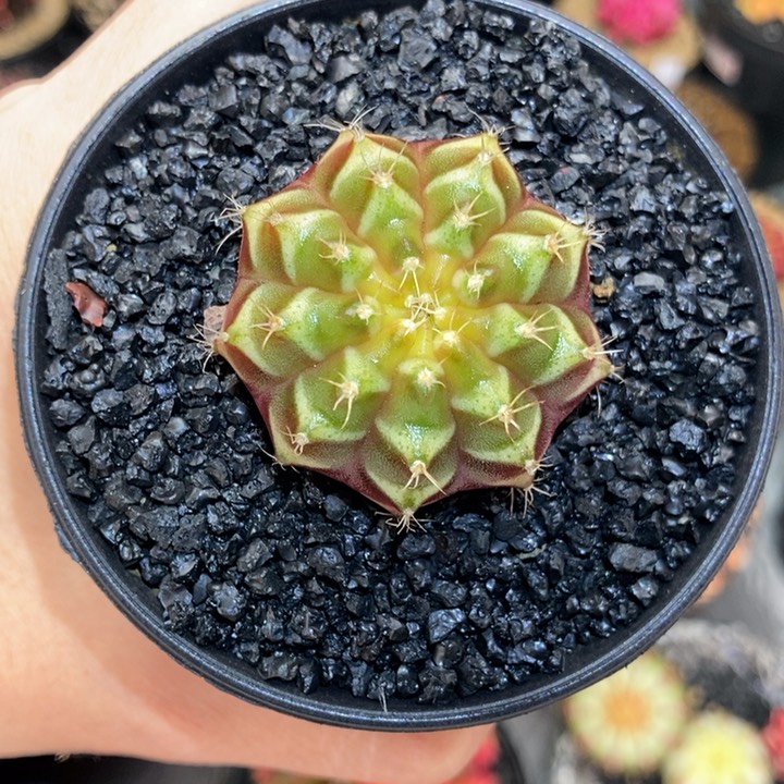 荧光梦想后代 米哈仙人球