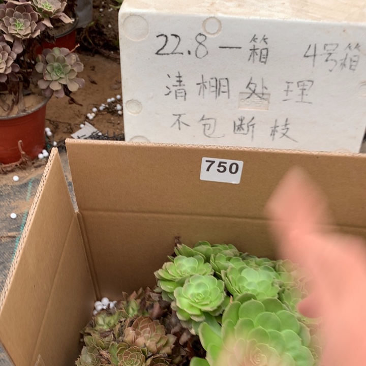 750三颗法师多肉