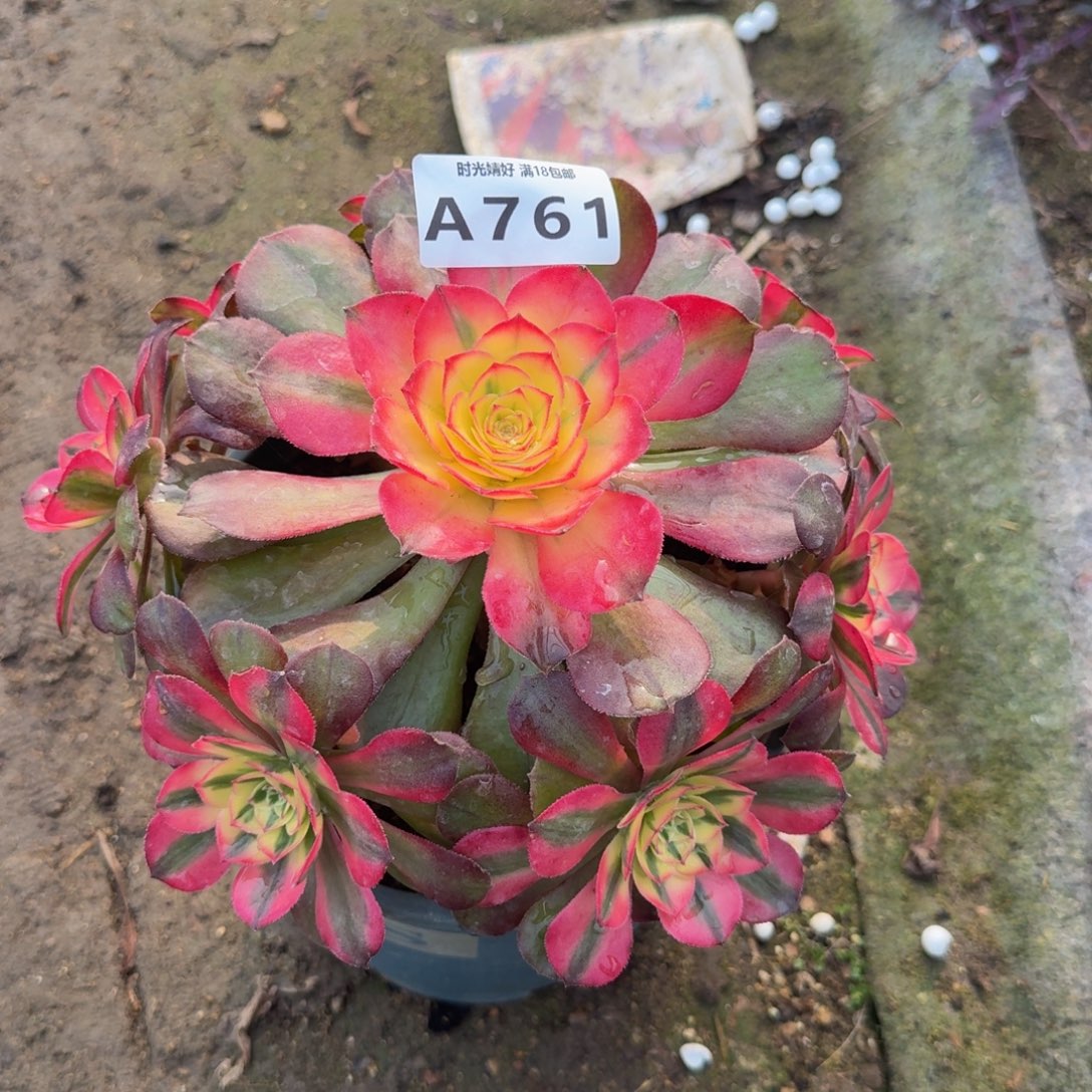 761荔枝。多肉植物