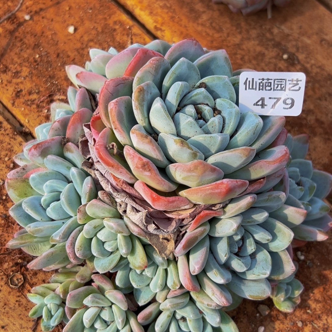 479多肉的小龙虾和一只