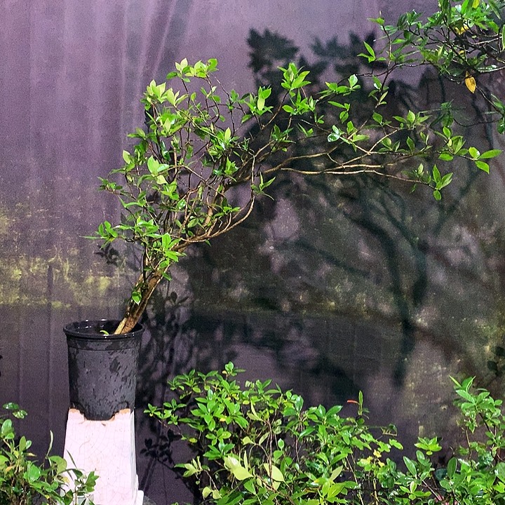 拜***生当前无花朵，栽培后可花朵海岛栀子花香