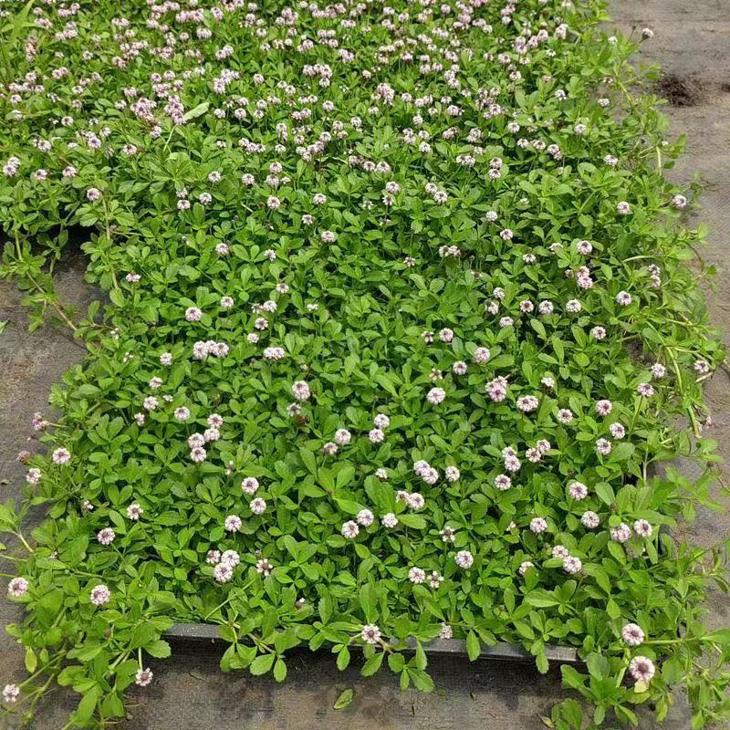 姬岩垂草方盘多年生耐寒耐旱四季开花草坪庭院盆栽绿化宿根易成活