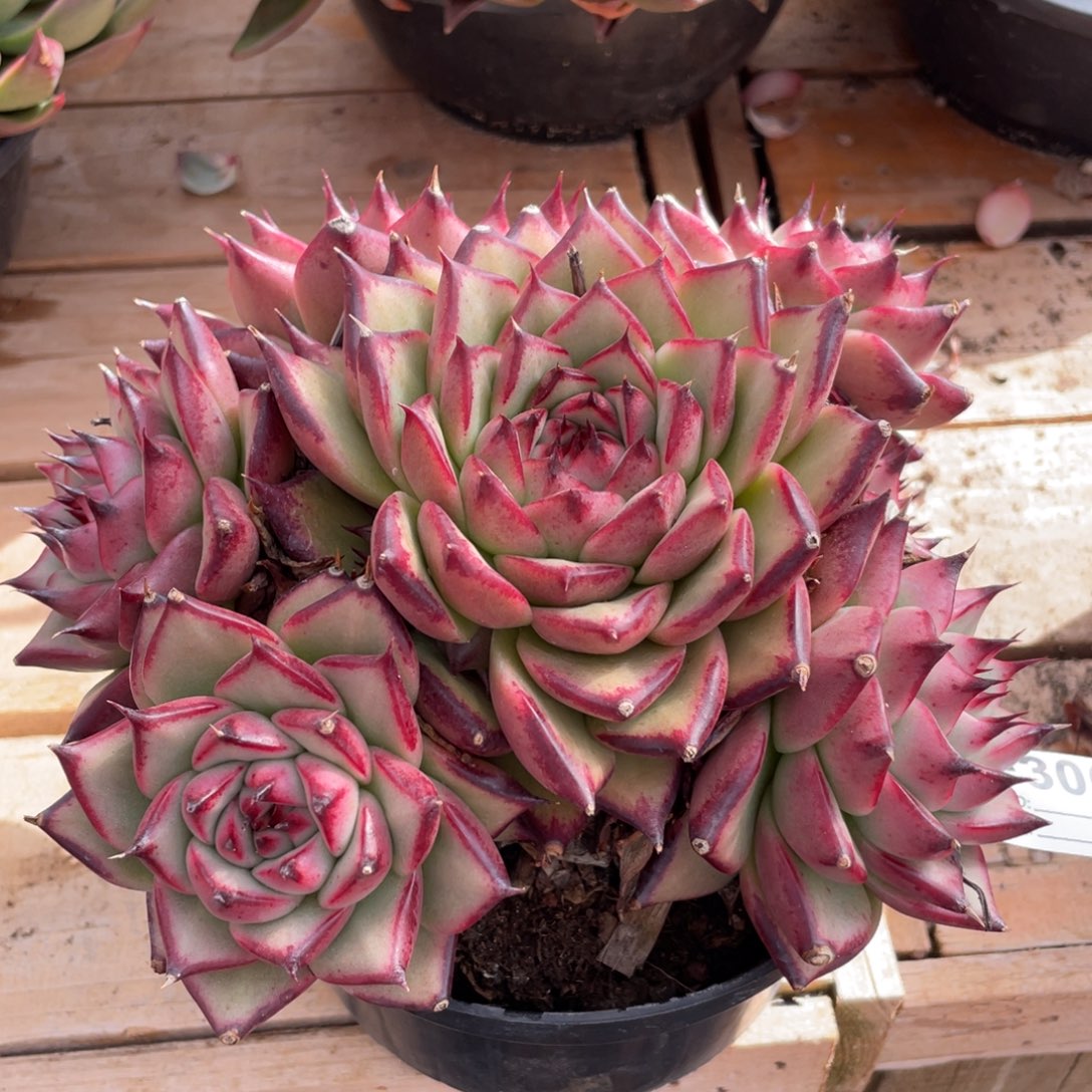 无花朵若如东云单拍E300