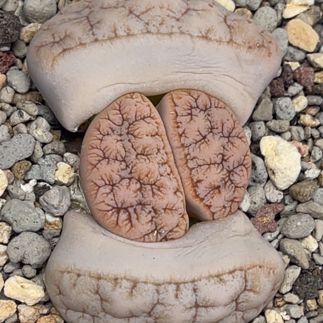 6789拿铁凹凸睫毛荒玉