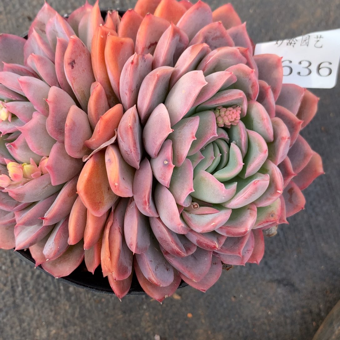 1636杂交精品基地12厘米