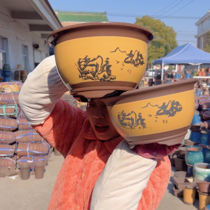 21+21黄色三角金钟花盆花盆