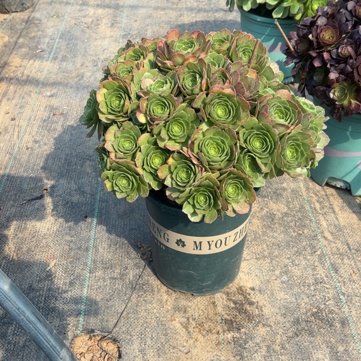 96万圣夜多肉多肉多肉