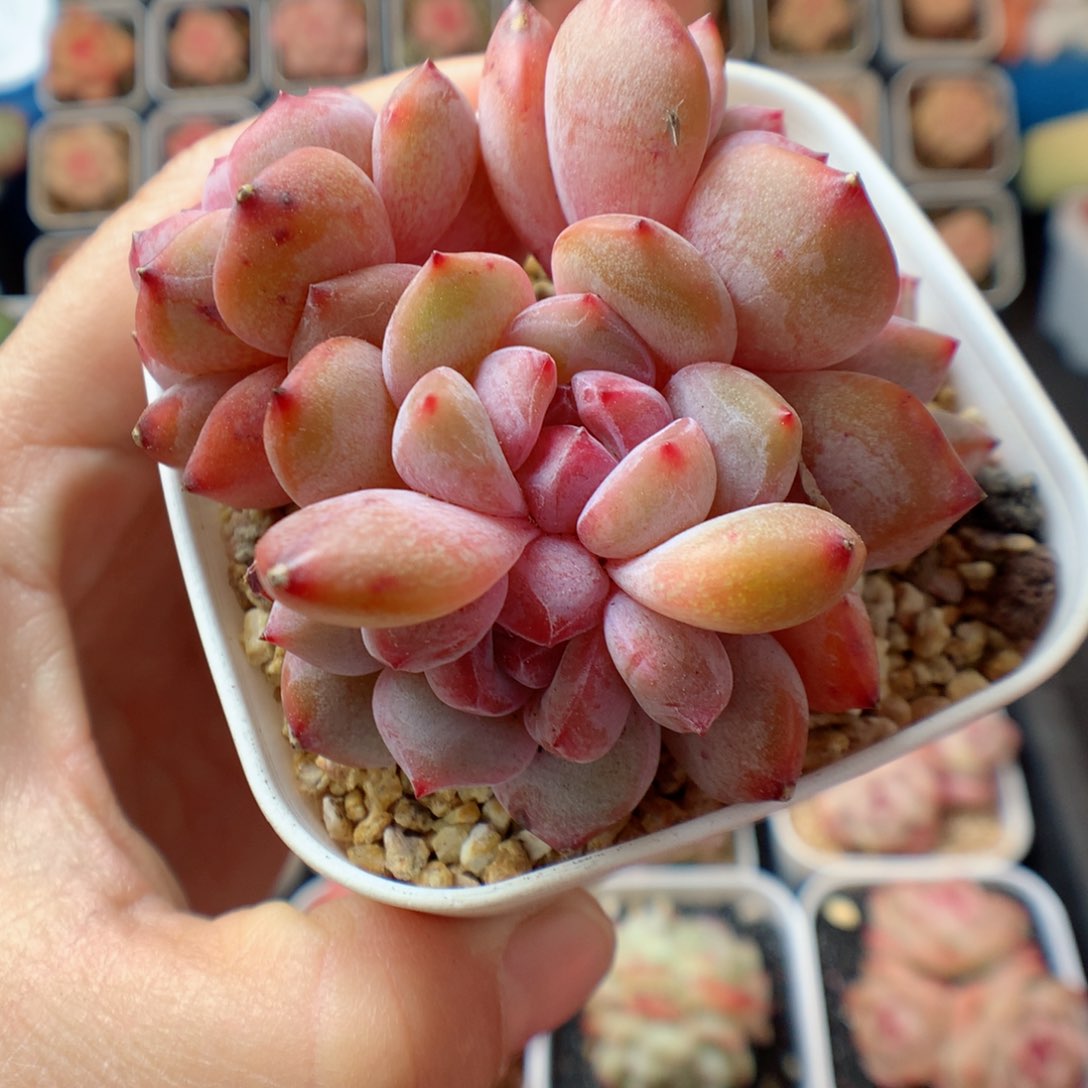 一物一拍精品多肉。 心影。 21