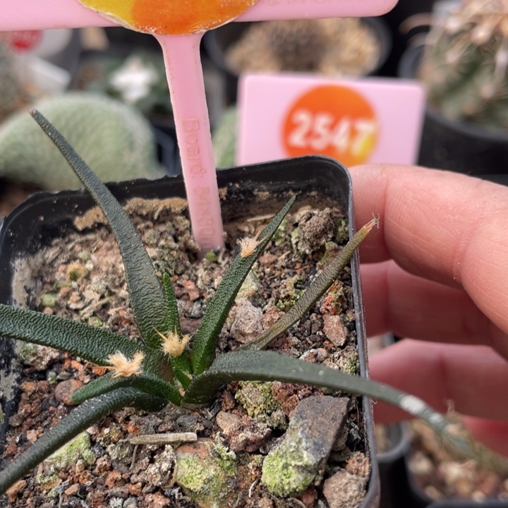 实生龙舍兰牡丹26530000