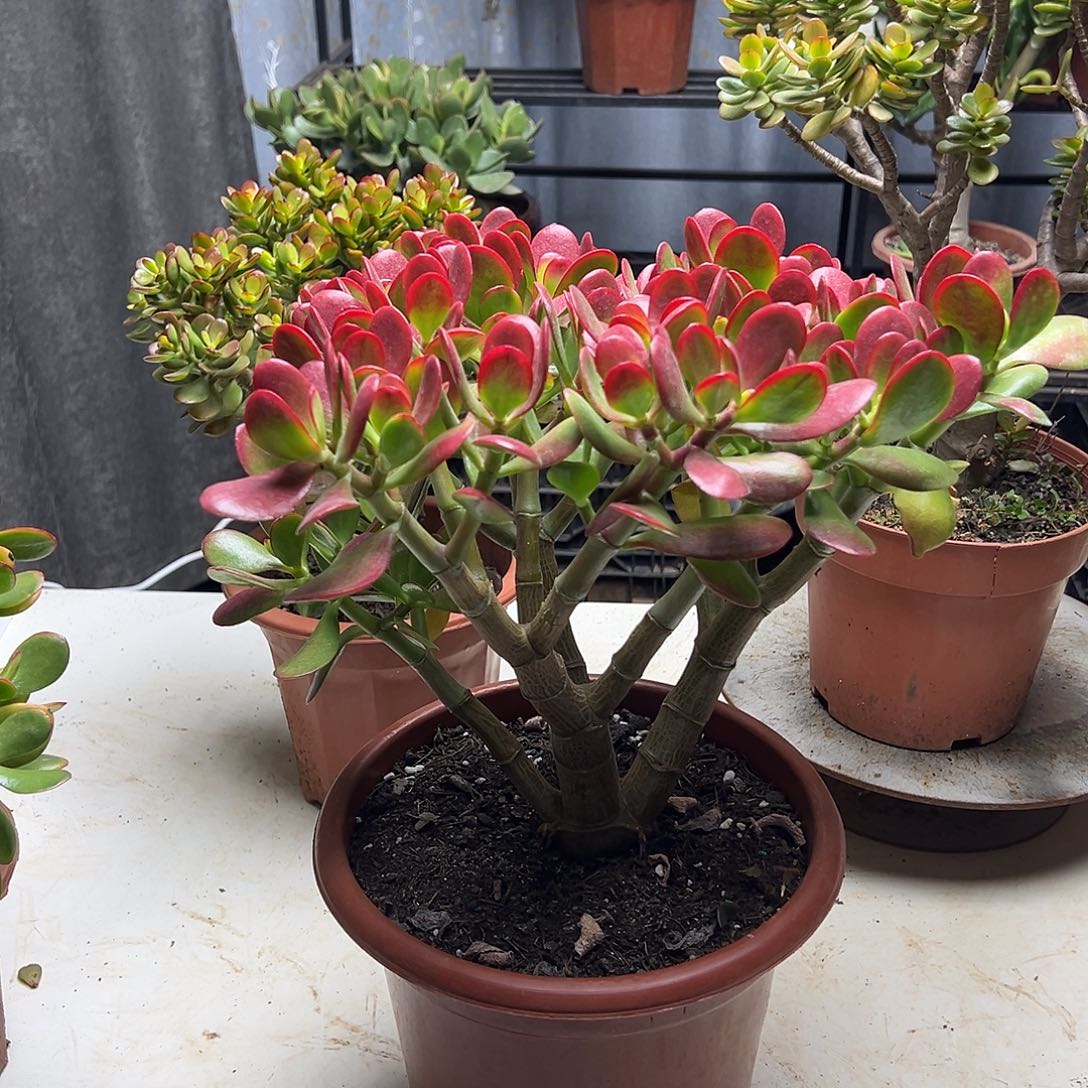 5年黄金花月带土球发货